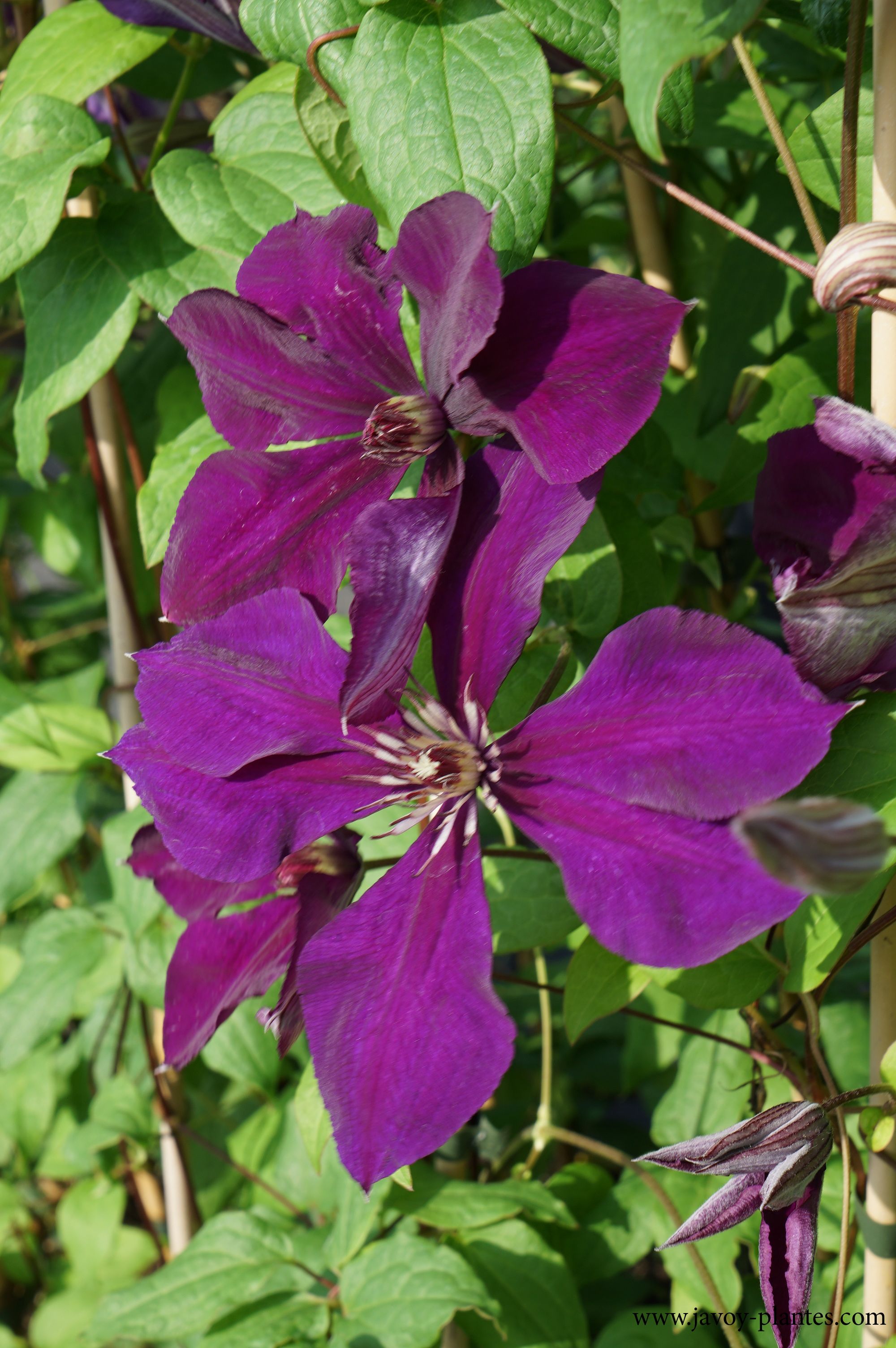 Clematis 'Gipsy Queen'